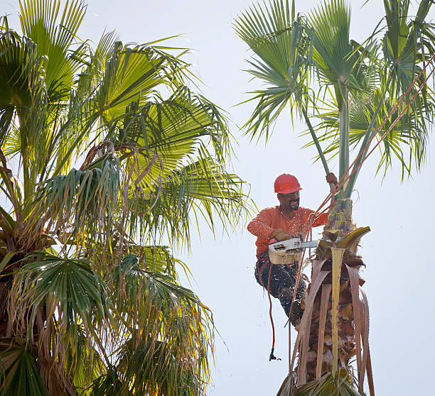 Best Tree Pruning Services  in Ninety Six, SC